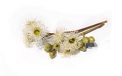 Eucalyptus melliodora, showing flowers and opercula