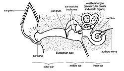 Anatomy of mammalian ear