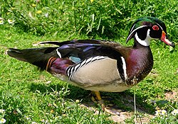Wood duck Aix sponsa
