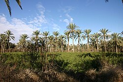 Oasis at Gabès