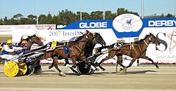 Harness racing in Adelaide