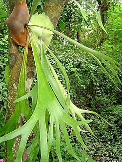 The staghorn fern Platycerium bifurcatum may display a simple form of eusociality.