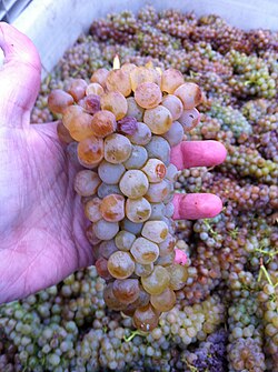 Sémillon (cluster pictured) is sometimes blended with Australian Chardonnay in the "SemChard" style.