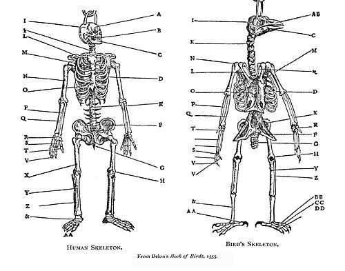 Pierre Belon systematically compared the skeletons of birds and humans in his Book of Birds (1555).[1]