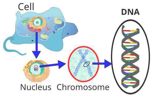 Location of eukaryote nuclear DNA within the chromosomes