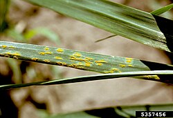 Oat leaf infected with crown rust