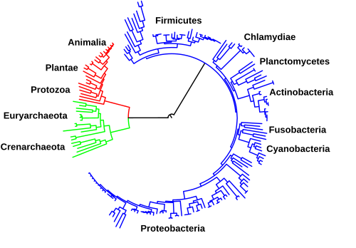Evolutionary tree showing the common ancestry of organisms from all three domains of life. Bacteria are colored blue, eukaryotes red, and archaea green. Relative positions of some of the phyla included are shown around the tree.