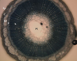 Stem cross-section, showing locations of underlying tissues: Ep = epidermis; C = cortex; BF = bast fibers; P = phloem; X = xylem; Pi = pith
