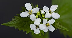 Garlic mustard