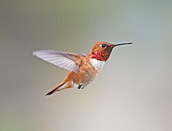 Male rufous hummingbird (Selasphorus rufus) displaying a proportionally large eye in relation to its head