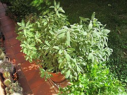 A specimen of Salvia officinalis grown in a flowerpot