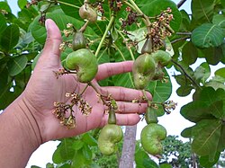 Cashew in Ceará