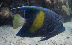 A Yellowbar Angelfish (Pomacanthus maculosus) from Dubai-Jumeirah Sea, UAE