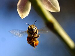 A bee in flight