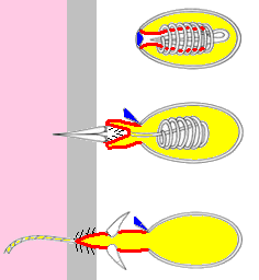 Firing sequence of the cnida in a hydra's nematocyst[11] Operculum (lid) "Finger" that turns inside out/ / / Barbs Venom Victim's skin Victim's tissues