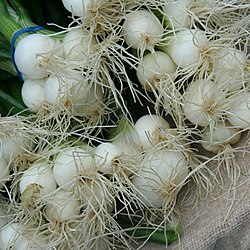 Roots on onion bulbs