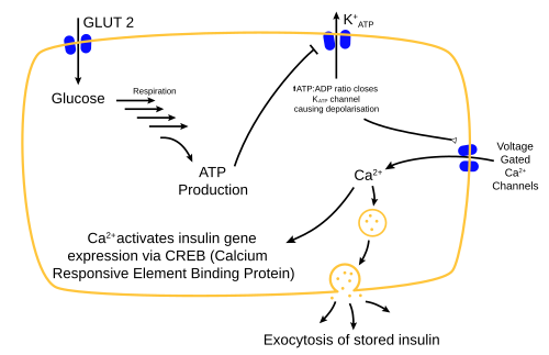 Mechanism of insulin release in normal pancreatic beta cells. Insulin production is more or less constant within the beta cells. Its release is triggered by food, chiefly food containing absorbable glucose.