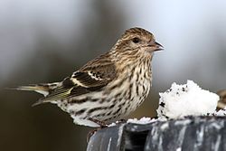 A female pine siskin with white wing bars.