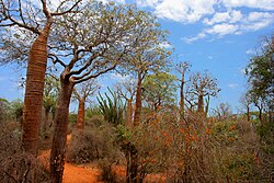 Spiny forest at Ifaty, Madagascar, featuring various Adansonia (baobab) species, Alluaudia procera (Madagascar ocotillo) and other vegetation