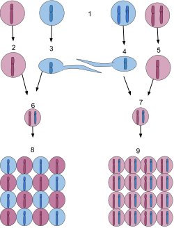 A comparison of sexual reproduction in predominantly haploid organisms and predominantly diploid organisms.1) A haploid organism is on the left and a diploid organism is on the right.2 and 3) Haploid egg and sperm carrying the dominant purple gene and the recessive blue gene, respectively. These gametes are produced by simple mitosis of cells in the germ line.4 and 5) Haploid sperm and egg carrying the recessive blue gene and the dominant purple gene, respectively. These gametes are produced by meiosis, which halves the number of chromosomes in the diploid germ cells.6) The short-lived diploid state of haploid organisms, a zygote generated by the union of two haploid gametes during sex.7) The diploid zygote which has just been fertilized by the union of haploid egg and sperm during sex.8) Cells of the diploid structure quickly undergo meiosis to produce spores containing the meiotically halved number of chromosomes, restoring haploidy. These spores express either the mother's dominant gene or the father's recessive gene and proceed by mitotic division to build a new entirely haploid organism.9) The diploid zygote proceeds by mitotic division to build a new entirely diploid organism. These cells possess both the purple and blue genes, but only the purple gene is expressed since it is dominant over the recessive blue gene.