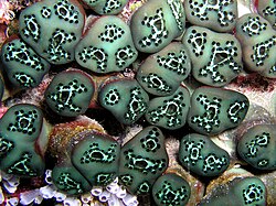Colonial tunicate with multiple openings in a single tunic