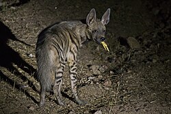 Striped hyena scavenging on poultry waste in Dahod district, Gujarat, India