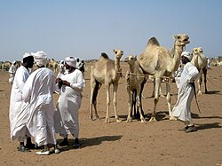 Camel market in Sudan