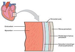 Layers of the heart wall, including visceral and parietal pericardium