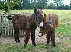 The Baudet du Poitou is among the largest breeds of donkey