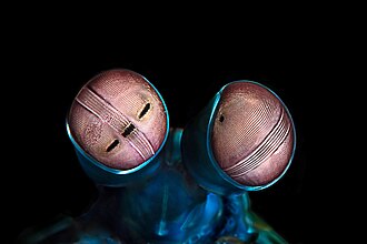 The eyes of a mantis shrimp (here Odontodactylus scyllarus) are considered the most complex in the animal kingdom.