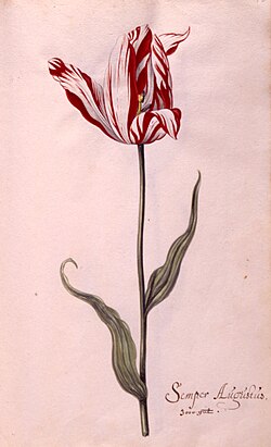 Semper Augustus (17th century) in the Tulip book of the Six Collection, Rijksmuseum, Amsterdam. The note states that the specimen was sold for ƒ3000 (~€38.000 in 2024).[57][58]
