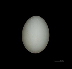Egg, Muséum de Toulouse