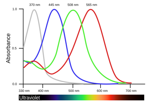 The four pigments in a bird's cone cells (in this example, estrildid finches) extend the range of color vision into the ultraviolet.[1]