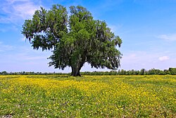 Field of yellow wildflowers in Saint Bernard Parish, Louisiana