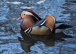 The Central Park mandarin duck, also known as Mandarin Patinkin or Hot Duck