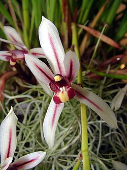 Cymbidium dayanum - typical orchid in Java