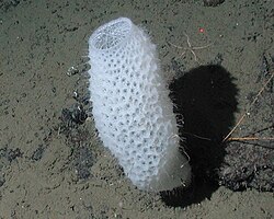 Euplectella aspergillum is a deep ocean glass sponge, seen here at a depth of 2,572 metres (8,438 ft) off the coast of California