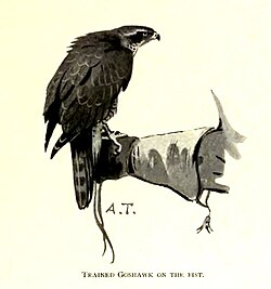 A Eurasian goshawk