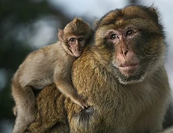 The Barbary macaque is also known as the Barbary ape.