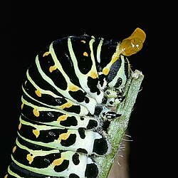 Papilio machaon caterpillar showing the osmeterium, which emits unpleasant smells to ward off predators