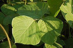 Kudzu leaves near Canton, Georgia