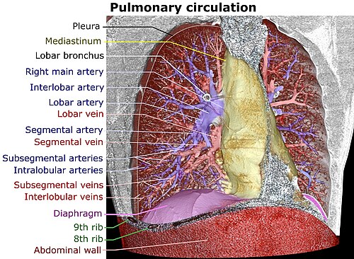 3D rendering of a high-resolution CT scan of the thorax. The anterior thoracic wall, the airways and the pulmonary vessels anterior to the root of the lung have been digitally removed in order to visualise the different levels of the pulmonary circulation.