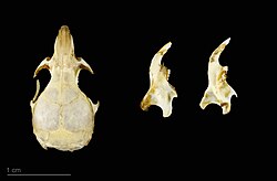Skull of Mus musculus - MHNT