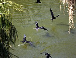 Magnificent frigatebirds drinking freshwater