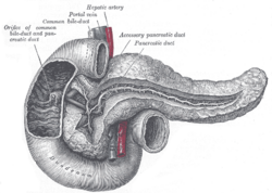 Pancreas, duodenum and bile duct