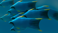 Furcacauda fredholmae