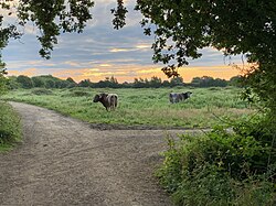 Longhorn cattle at Knepp Wildland in 2019