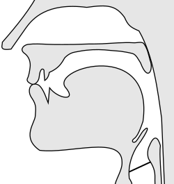 Sagittal section of a voiceless bilabial plosive