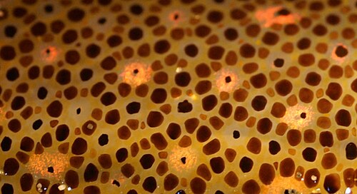 Chromatophores in the skin of a squid