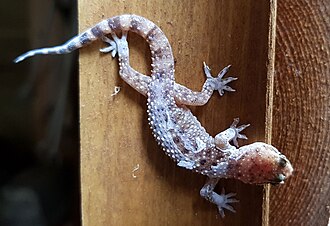 A young Mediterranean house gecko in the process of moulting.